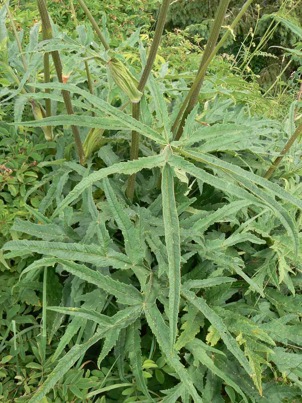 Heracleum sphondylium var. angustifolium